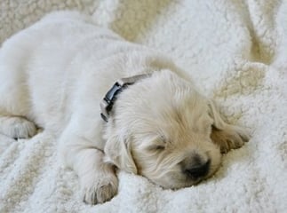 Chien qui dort beaucoup